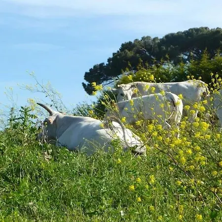 Appartamento Sleeps 4 With Pool *